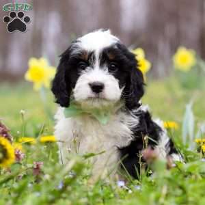 Nacho, Cavapoo Puppy